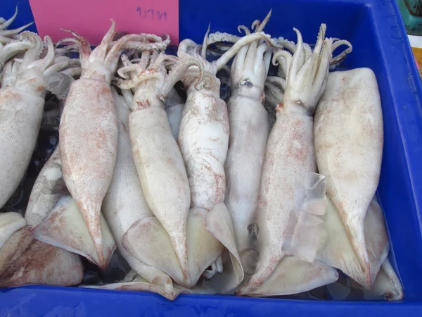 Fresh squid
