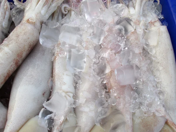 Frischer Tintenfisch — Stockfoto