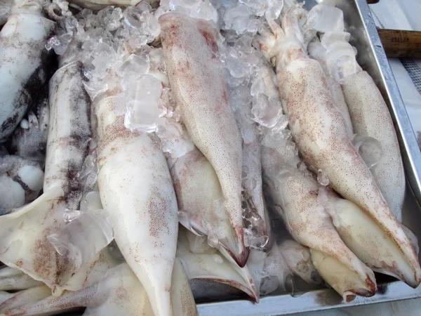 Frischer Tintenfisch — Stockfoto