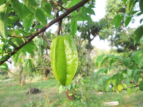 Star apple fruit — Stockfoto