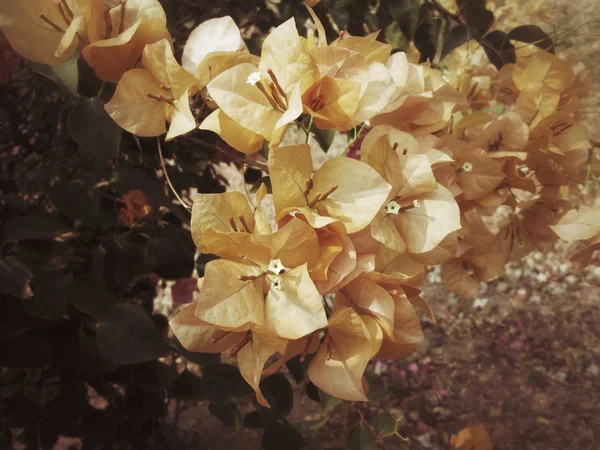 Rosa bougainvillea blommor — Stockfoto