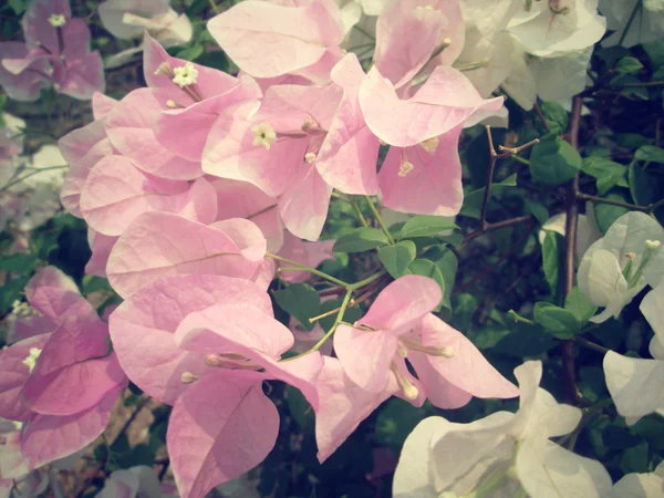 Flores de Bougainvillea rosa — Fotografia de Stock