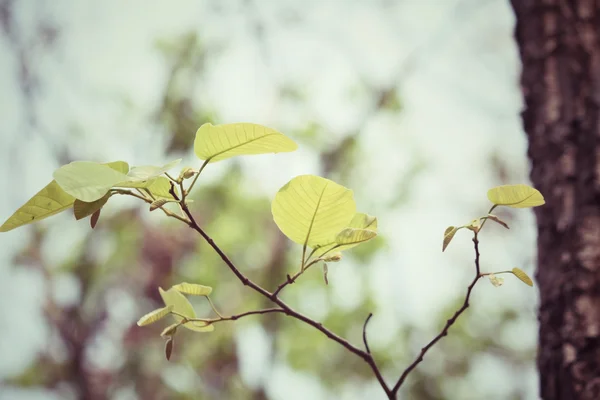 Folhas verdes no outono — Fotografia de Stock