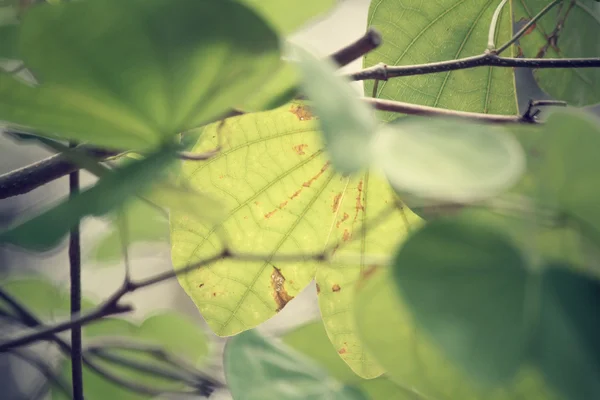 Zielone liście, jesienią — Zdjęcie stockowe