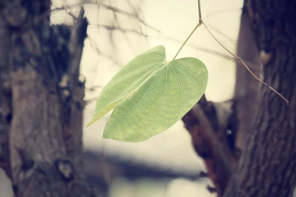 Folhas verdes no outono — Fotografia de Stock