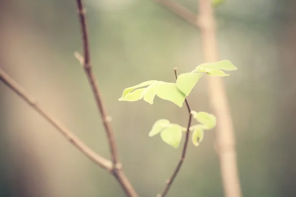 Hojas verdes en otoño —  Fotos de Stock