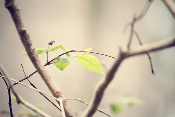 Folhas verdes no outono — Fotografia de Stock