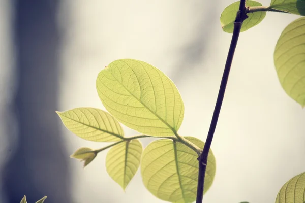 Folhas verdes no outono — Fotografia de Stock