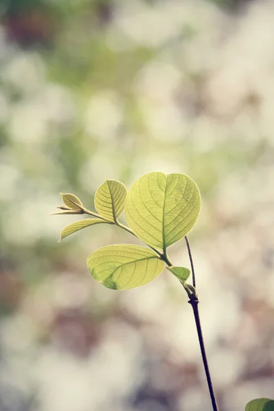 Folhas verdes no outono — Fotografia de Stock