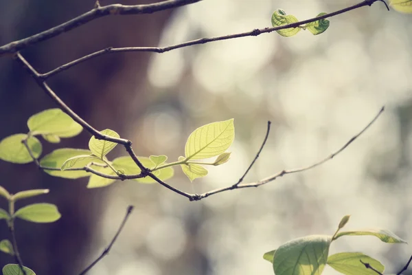 Zelené listy na podzim — Stock fotografie