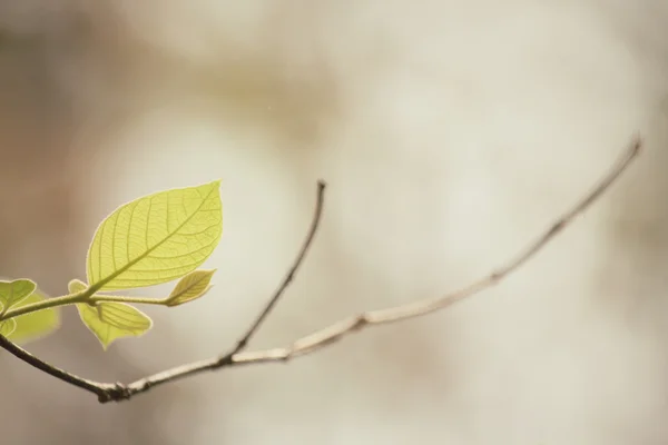 Hojas verdes en otoño —  Fotos de Stock