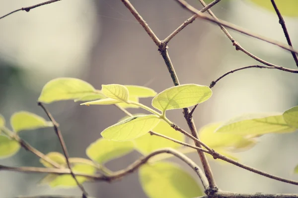 Folhas verdes no outono — Fotografia de Stock