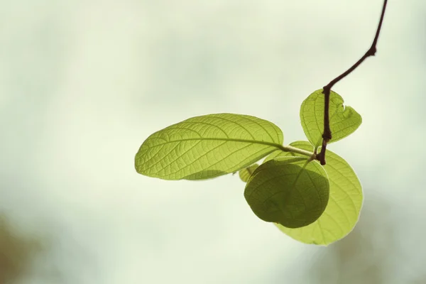 Folhas verdes no outono — Fotografia de Stock