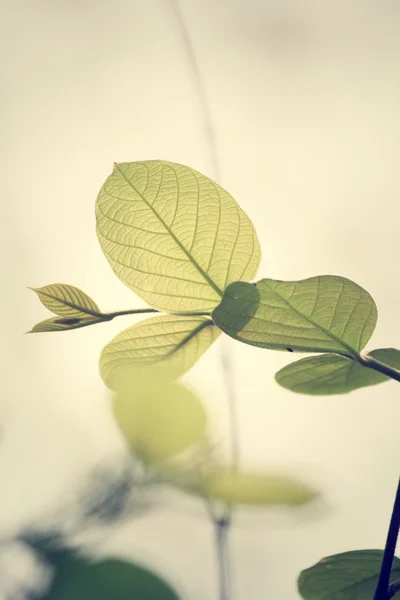 शरद ऋतूमध्ये हिरव्या पाने — स्टॉक फोटो, इमेज