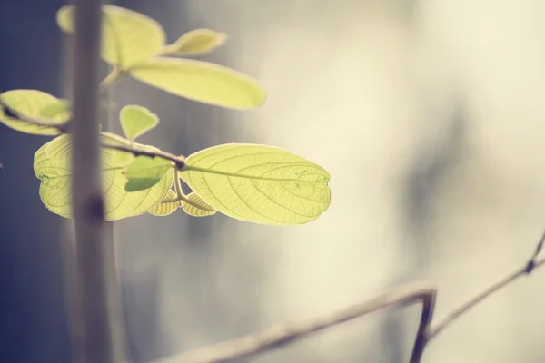 Folhas verdes no outono — Fotografia de Stock