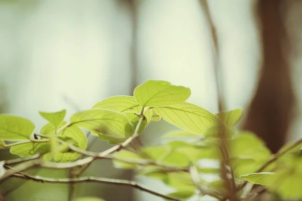 가 녹색 잎 — 스톡 사진