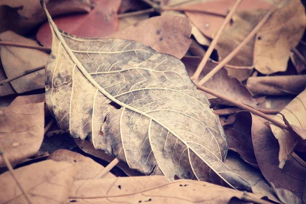 Feuilles séchées — Photo