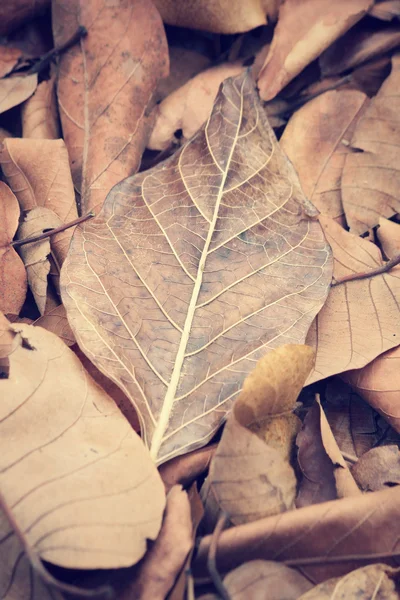 Feuilles séchées — Photo