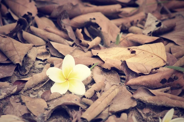 Plumeria blomma — Stockfoto