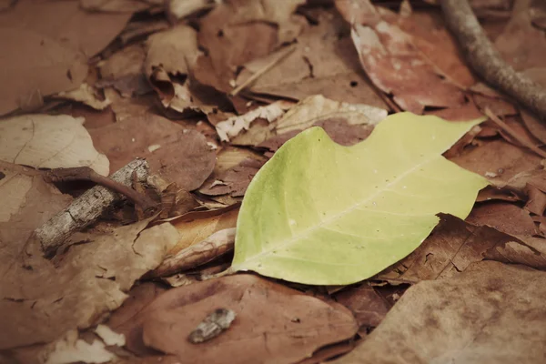 Folhas verdes e marrons — Fotografia de Stock