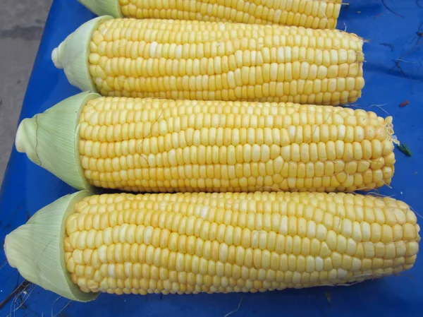 Fresh corn — Stock Photo, Image