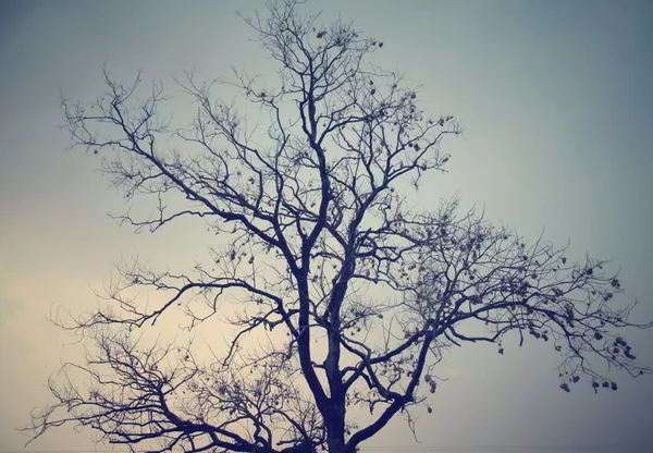 Árbol de primavera —  Fotos de Stock