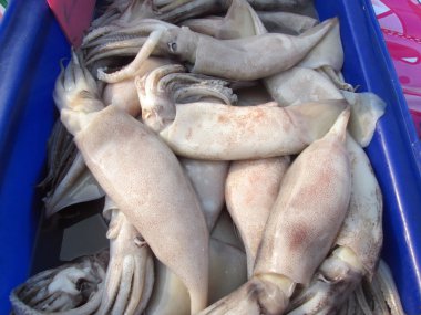 Fresh squid