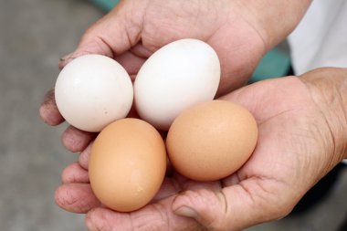 Eller üzerinde yumurta 