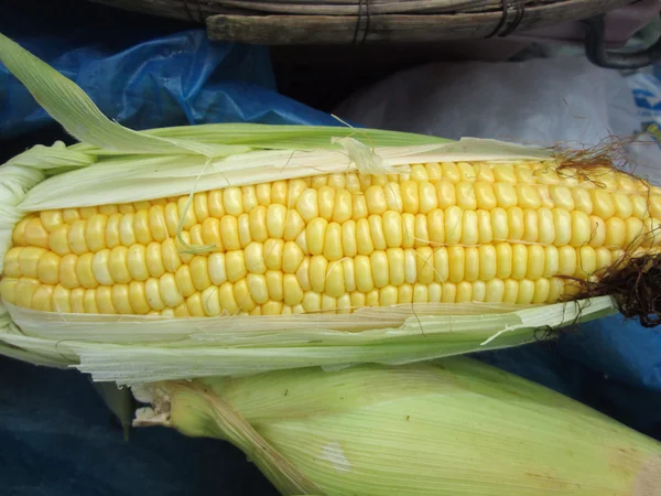 Fresh corn — Stock Photo, Image