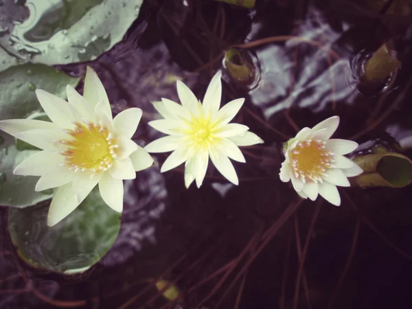 Vintage lotus λουλούδια — Φωτογραφία Αρχείου