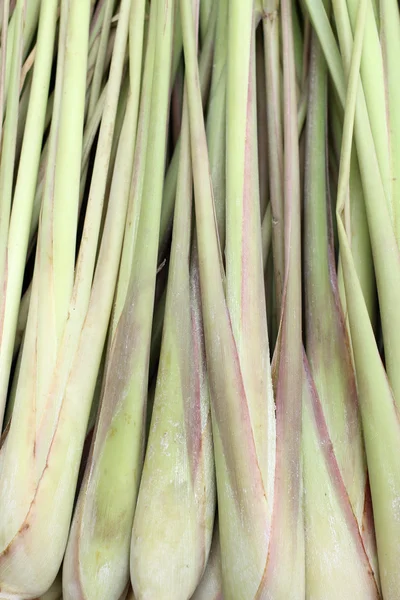 Lemon grass — Stock Photo, Image