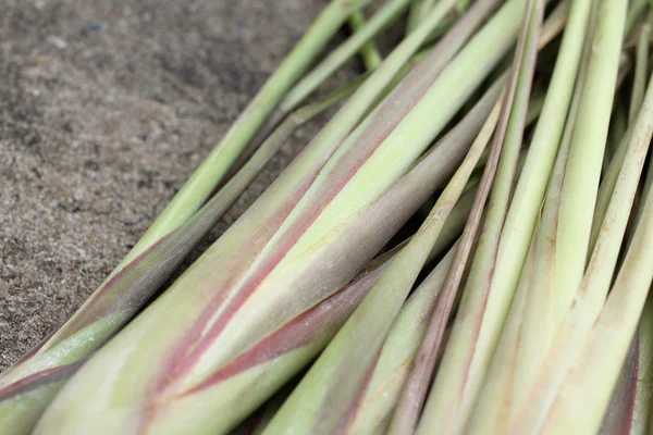 Hierba limón — Foto de Stock