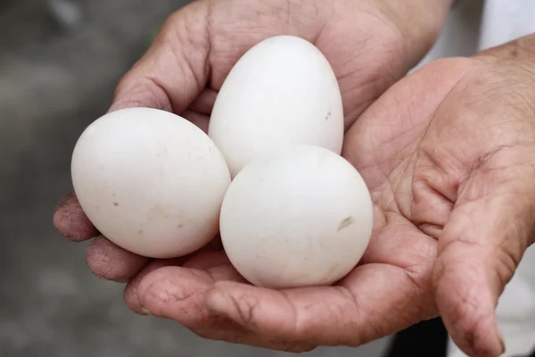 Eggs on the hands — Stock Photo, Image