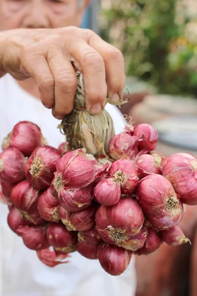 Chalota - Ásia cebola vermelha — Fotografia de Stock