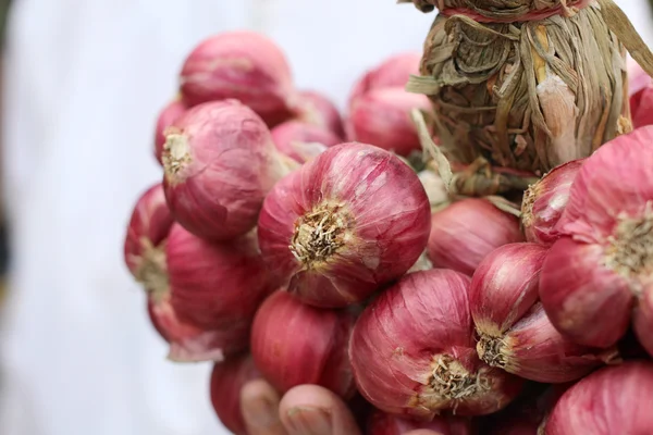 Šalotka - Asie, červená cibule — Stock fotografie