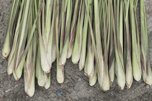 Hierba limón — Foto de Stock