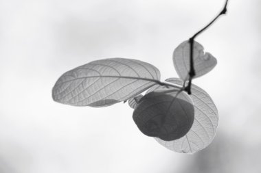 on ağacının yaprakları