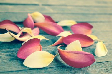 Yaprakları frangipani çiçek