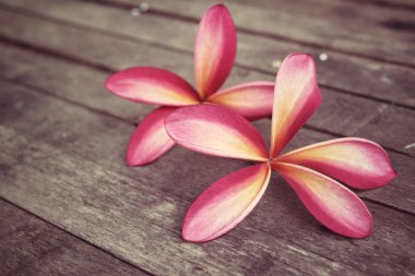 pembe frangipani çiçek