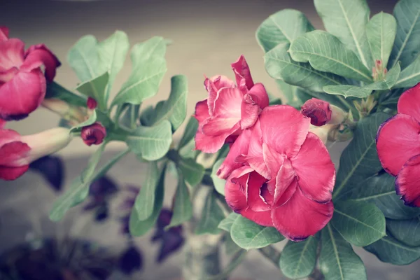 ビンテージのインパラのユリの花 — ストック写真