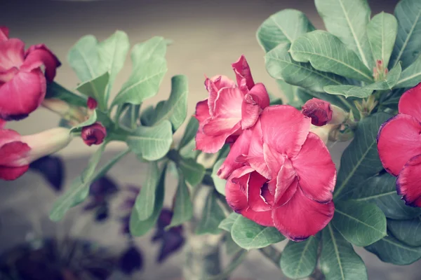 Vintage impala lily květina — Stock fotografie