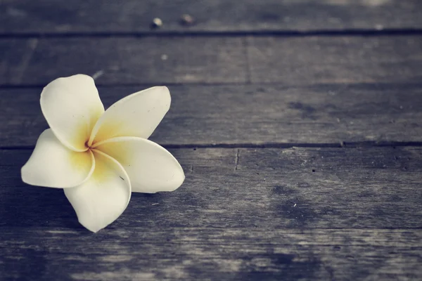 Flor Frangipani blanca — Foto de Stock