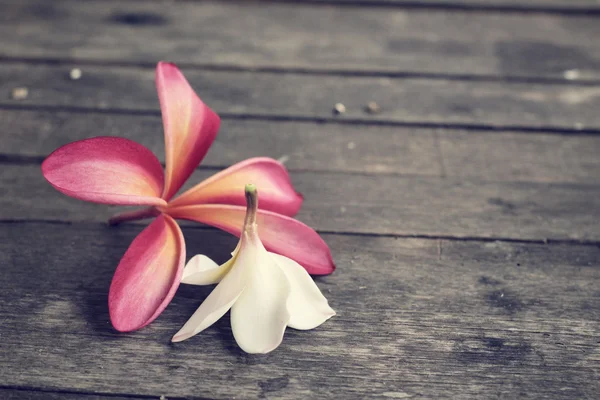 Flor Frangipani rosa — Fotografia de Stock