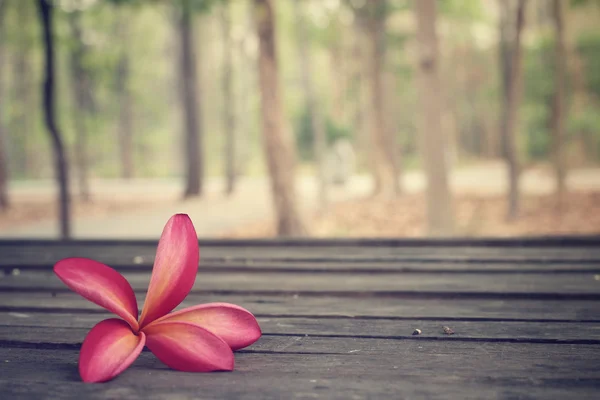 Frangipani flower with forest — Stock Photo, Image