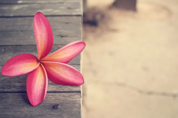 Pink frangipani flower — Stock Photo, Image