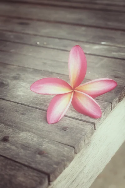 Розовый цветок Франжипани — стоковое фото