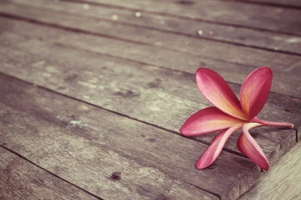 Flor Frangipani rosa — Fotografia de Stock