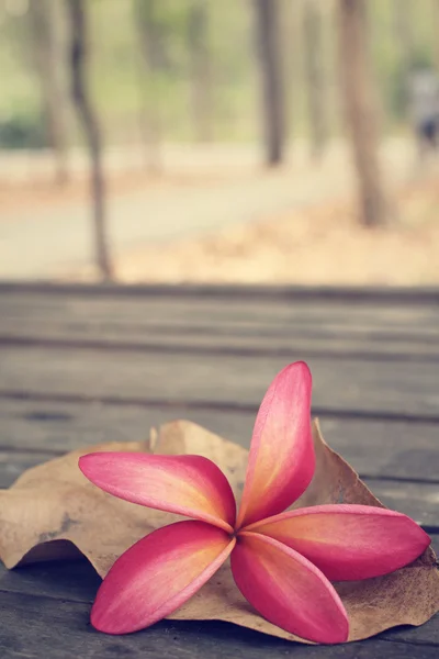 Frangipani flor con bosque —  Fotos de Stock