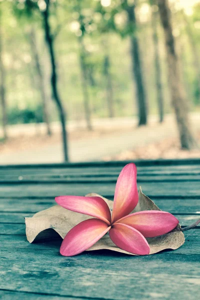 Frangipani fleur avec forêt — Photo