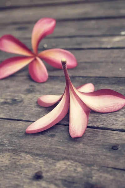 Rosa frangipani blomma — Stockfoto